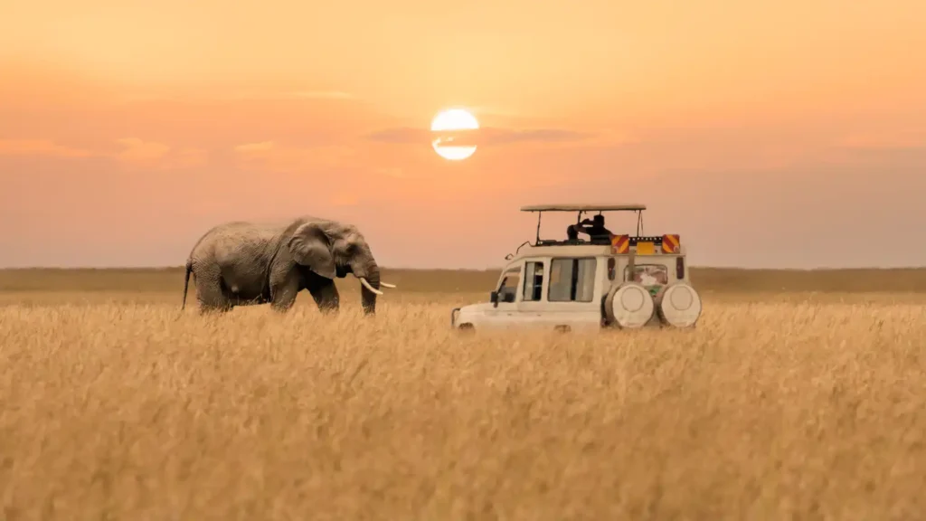 The Top 5 Wildlife Safaris Around the World: A Journey Into Nature’s Heart