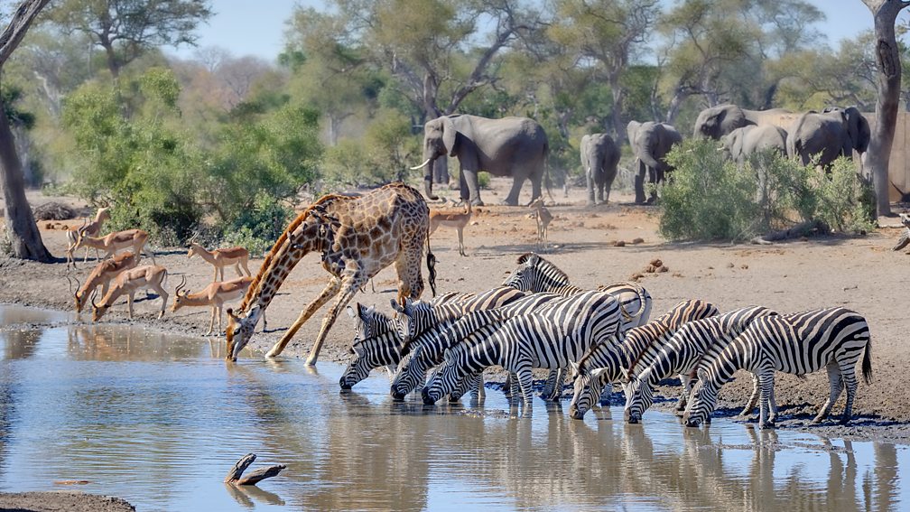The Wonders of Wildlife Conservation: How You Can Make a Difference